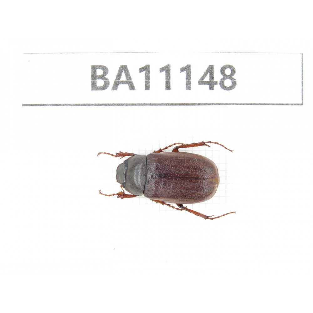 Melolonthidae sp. China, Guizhou, Tongren, Mt.Fanjingshan. 1Pcs. BA11148.