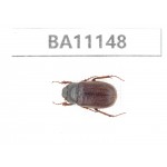 Melolonthidae sp. China, Guizhou, Tongren, Mt.Fanjingshan. 1Pcs. BA11148.