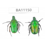 Cetoniidae sp. China, Guizhou, Tongren, Mt.Fanjingshan. 2Pcs. BA11150.