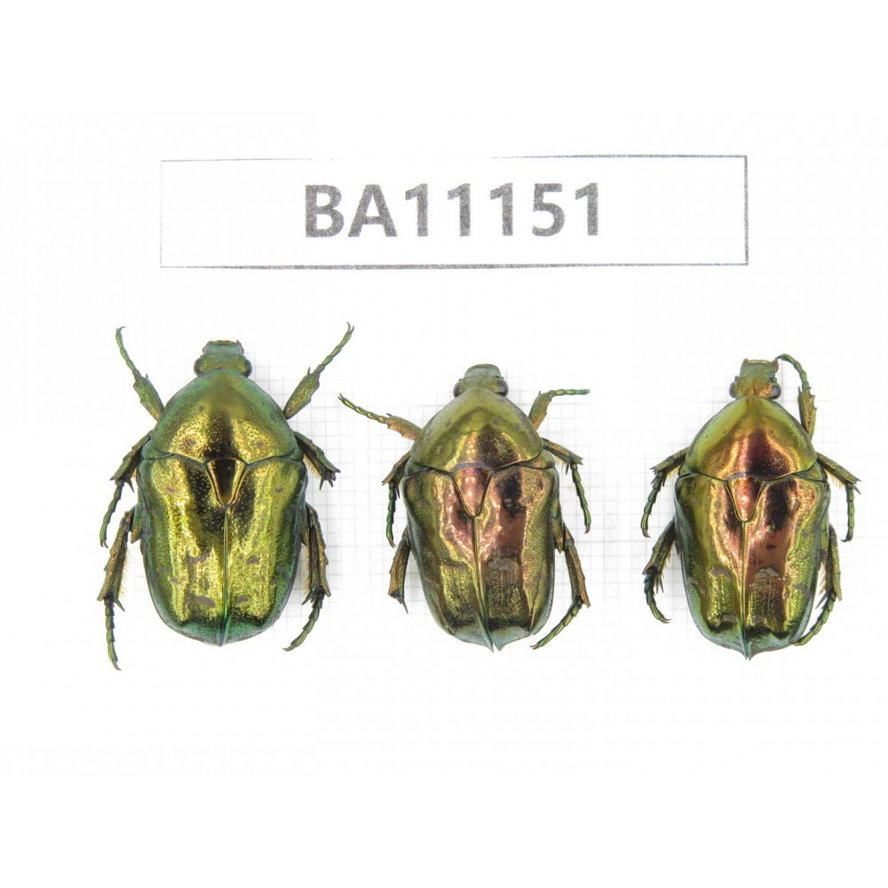 Cetoniidae sp. China, Guizhou, Tongren, Mt.Fanjingshan. 3Pcs. BA11151.
