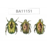 Cetoniidae sp. China, Guizhou, Tongren, Mt.Fanjingshan. 3Pcs. BA11151.