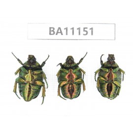 Cetoniidae sp. China, Guizhou, Tongren, Mt.Fanjingshan. 3Pcs. BA11151.