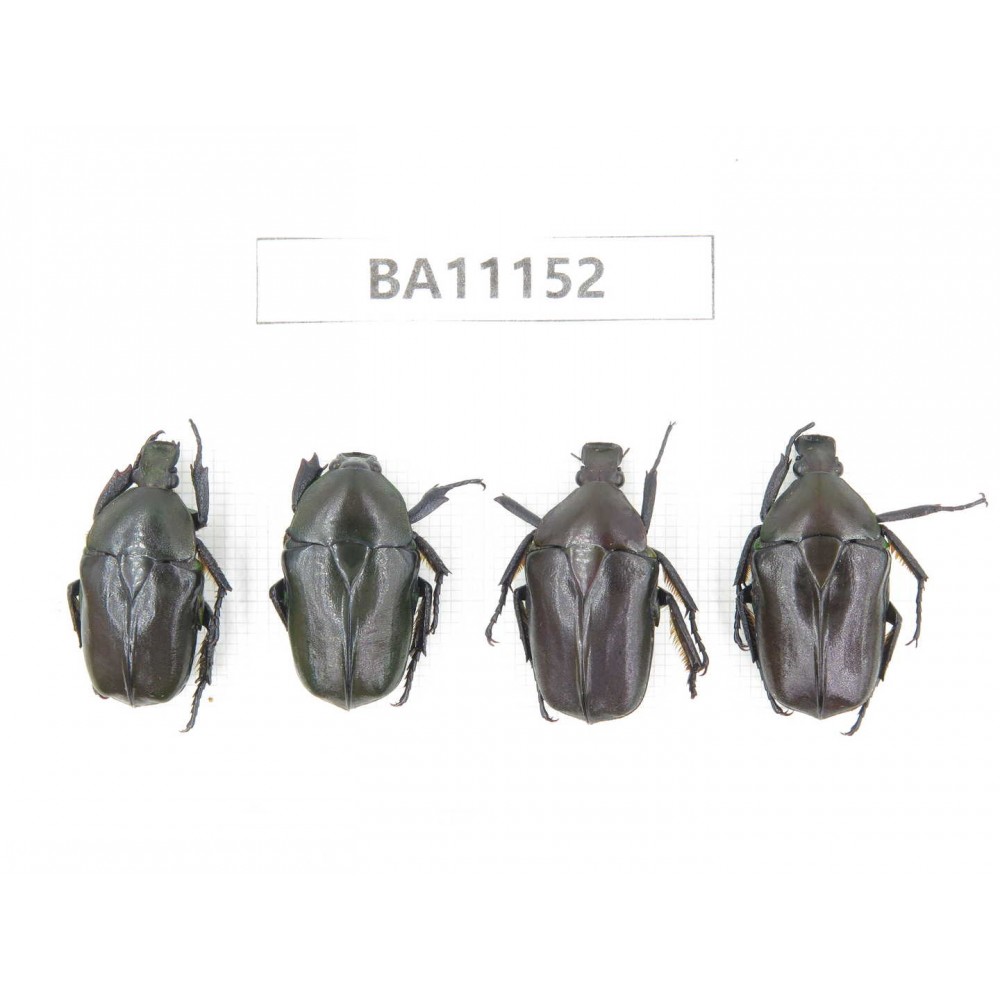 Cetoniidae sp. China, Guizhou, Tongren, Mt.Fanjingshan. 4Pcs. BA11152.