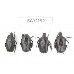 Cetoniidae sp. China, Guizhou, Tongren, Mt.Fanjingshan. 4Pcs. BA11152.