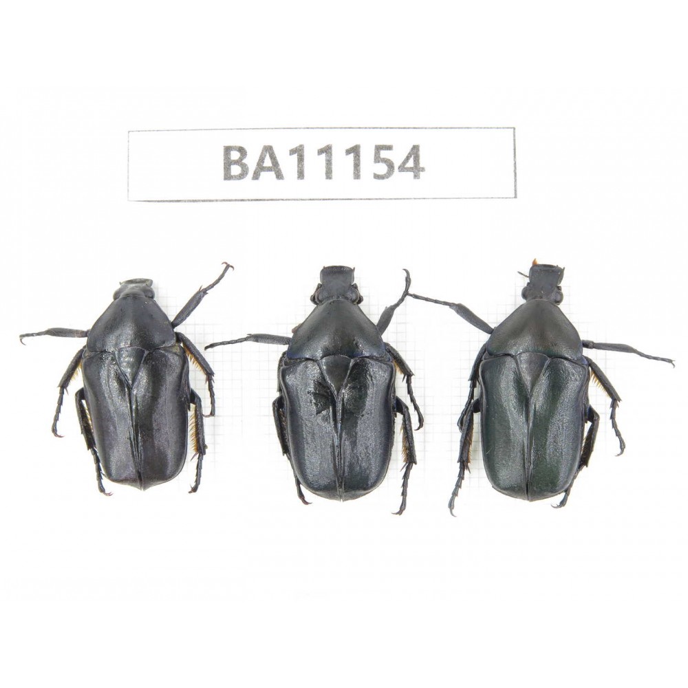 Cetoniidae sp. China, Guizhou, Tongren, Mt.Fanjingshan. 3Pcs. BA11154.
