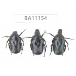 Cetoniidae sp. China, Guizhou, Tongren, Mt.Fanjingshan. 3Pcs. BA11154.
