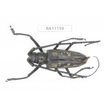 Cerambycidae sp. China, Guizhou, Tongren, Mt.Fanjingshan. 1Pcs. BA11159.