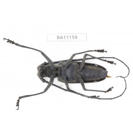 Cerambycidae sp. China, Guizhou, Tongren, Mt.Fanjingshan. 1Pcs. BA11159.
