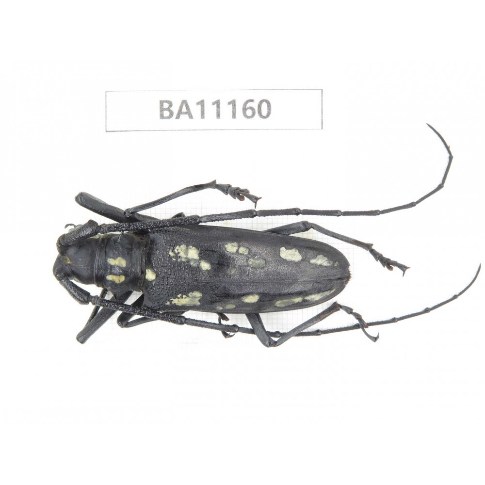Cerambycidae sp. China, Guizhou, Tongren, Mt.Fanjingshan. 1Pcs. BA11160.