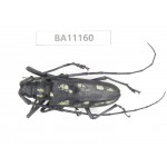 Cerambycidae sp. China, Guizhou, Tongren, Mt.Fanjingshan. 1Pcs. BA11160.