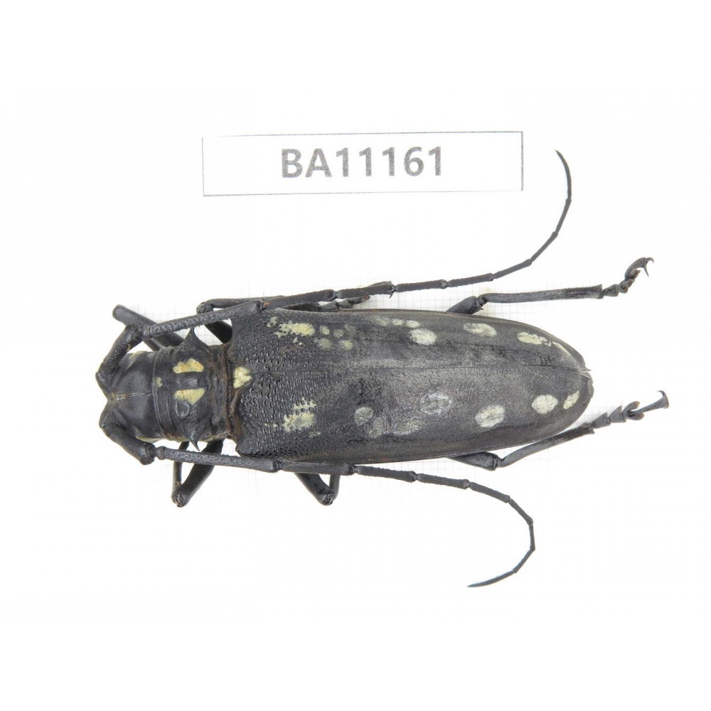 Cerambycidae sp. China, Guizhou, Tongren, Mt.Fanjingshan. 1Pcs. BA11161.