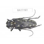 Cerambycidae sp. China, Guizhou, Tongren, Mt.Fanjingshan. 1Pcs. BA11161.