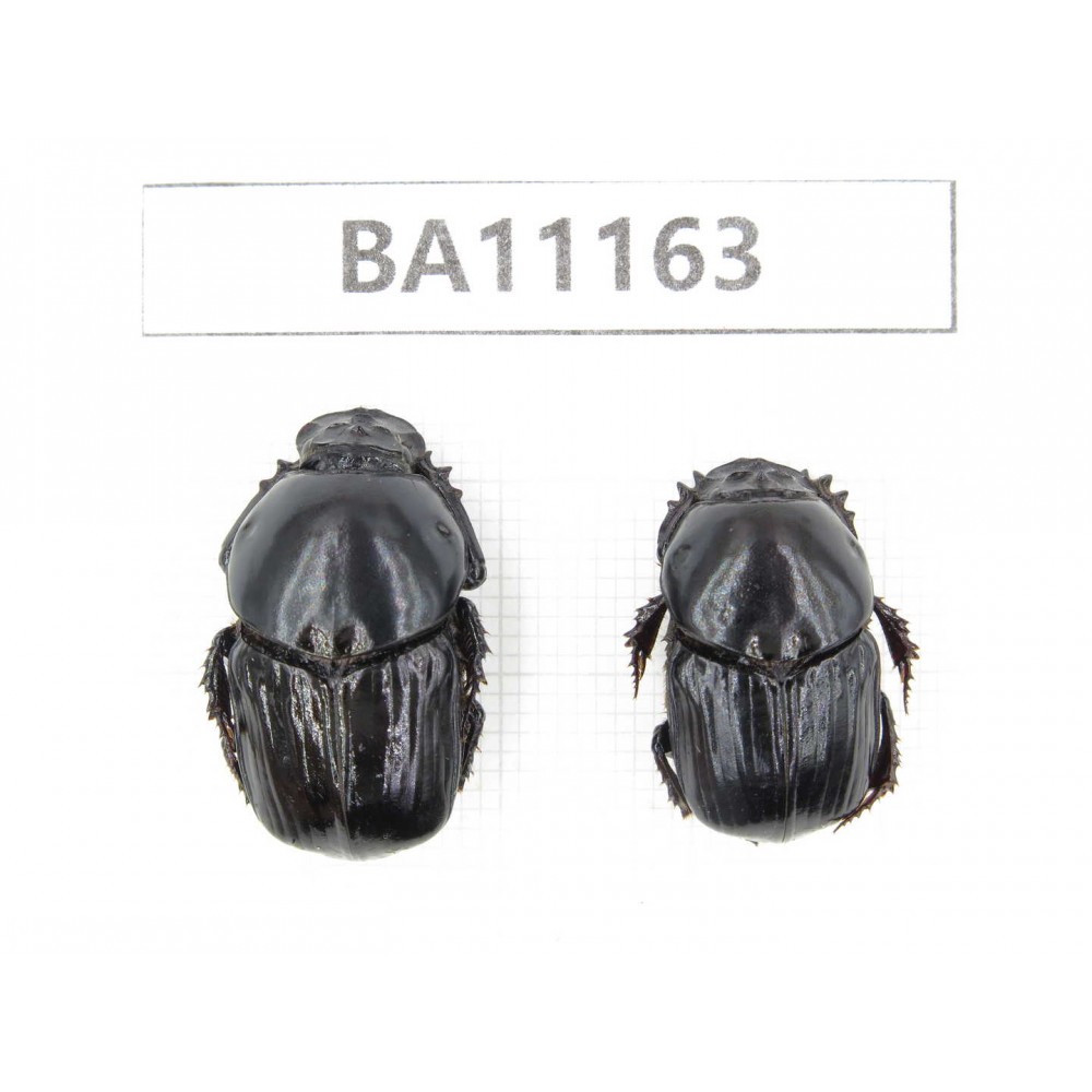 Geotrupidae sp. China, Guizhou, Tongren, Mt.Fanjingshan.2Pcs. BA11163.