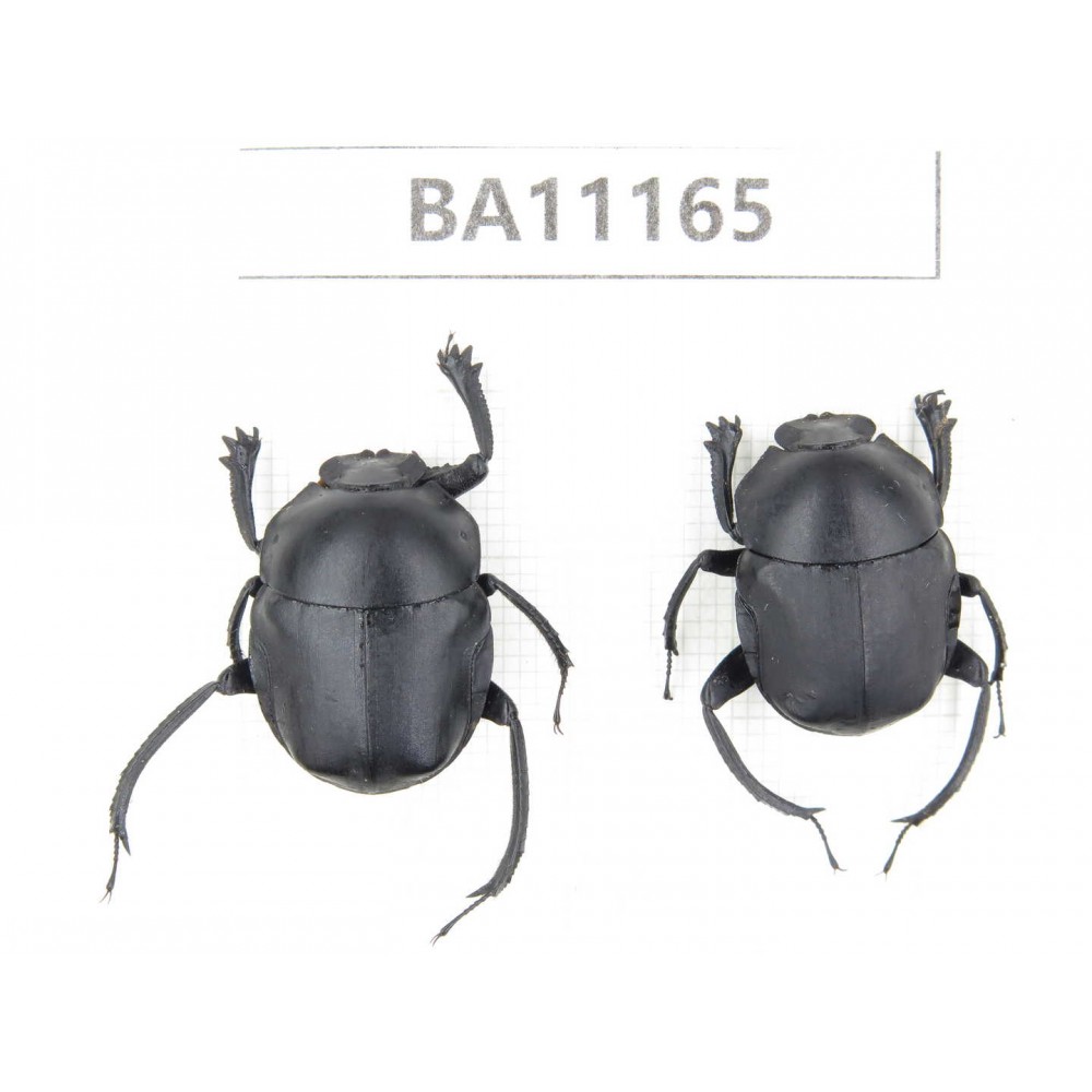 Geotrupidae sp. China, Guizhou, Tongren, Mt.Fanjingshan.2Pcs. BA11165.