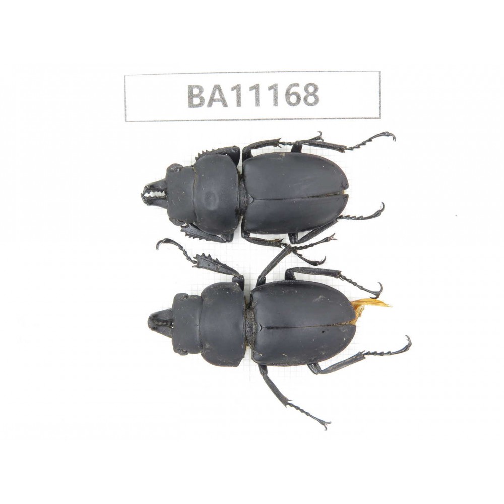 Neolucanus sp. China, Guizhou, Bijie, Jinsha county. 2M. BA11168.