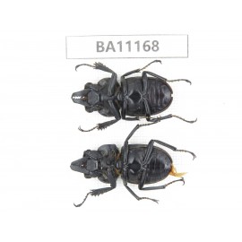 Neolucanus sp. China, Guizhou, Bijie, Jinsha county. 2M. BA11168.