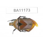 Cetoniidae sp. China, Guizhou, Bijie, Jinsha county. 1Pcs. BA11173.