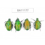Cetoniidae sp. China, Guizhou, Bijie, Jinsha county. 4Pcs. BA11177.