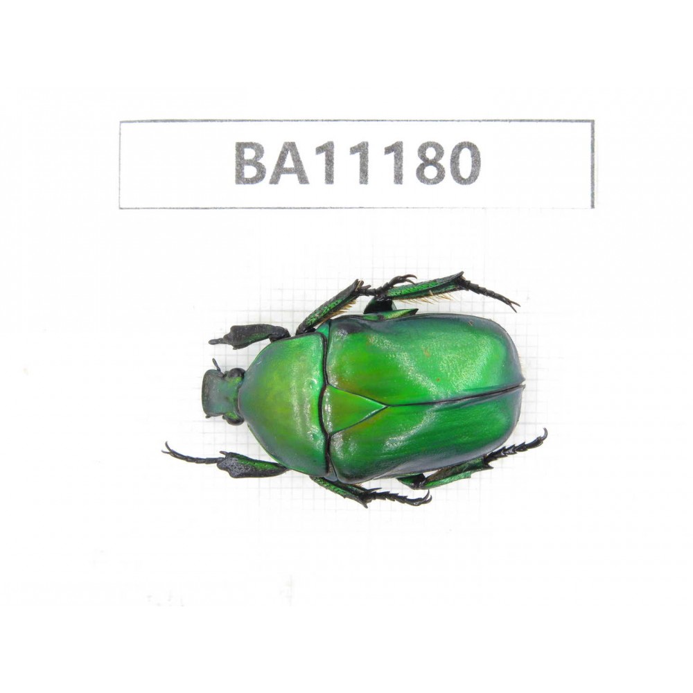 Cetoniidae sp. China, Guizhou, Bijie, Jinsha county. 1Pcs. BA11180.