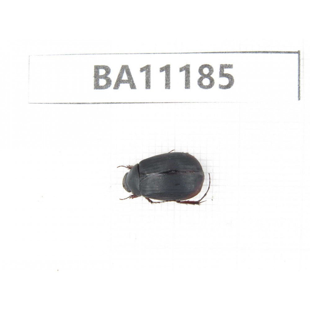 Rutelidae sp. China, Guizhou, Bijie, Jinsha county. 1Pcs. BA11185.