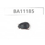 Rutelidae sp. China, Guizhou, Bijie, Jinsha county. 1Pcs. BA11185.