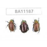 Rutelidae sp. China, Guizhou, Bijie, Jinsha county. 3Pcs. BA11187.