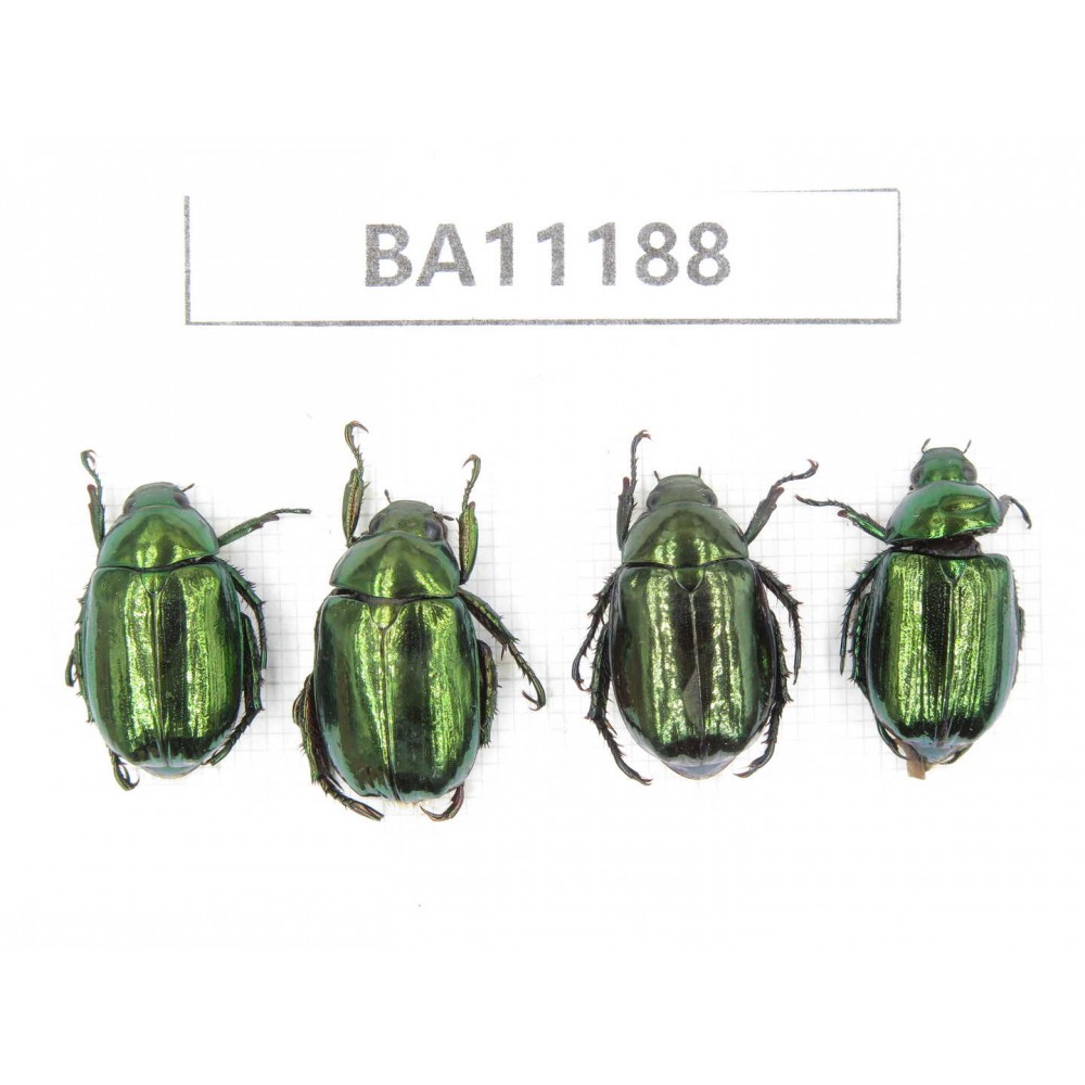Rutelidae sp. China, Guizhou, Bijie, Jinsha county. 4Pcs. BA11188.