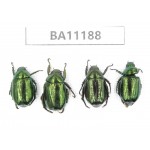 Rutelidae sp. China, Guizhou, Bijie, Jinsha county. 4Pcs. BA11188.