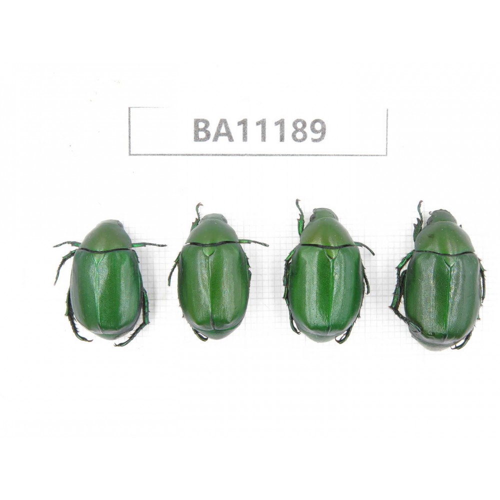 Rutelidae sp. China, Guizhou, Bijie, Jinsha county. 4Pcs. BA11189.