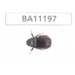 Melolonthidae sp. China, Guizhou, Bijie, Jinsha county.1Pcs. BA11197.