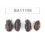 Melolonthidae sp. China, Guizhou, Bijie, Jinsha county.4Pcs. BA11198.