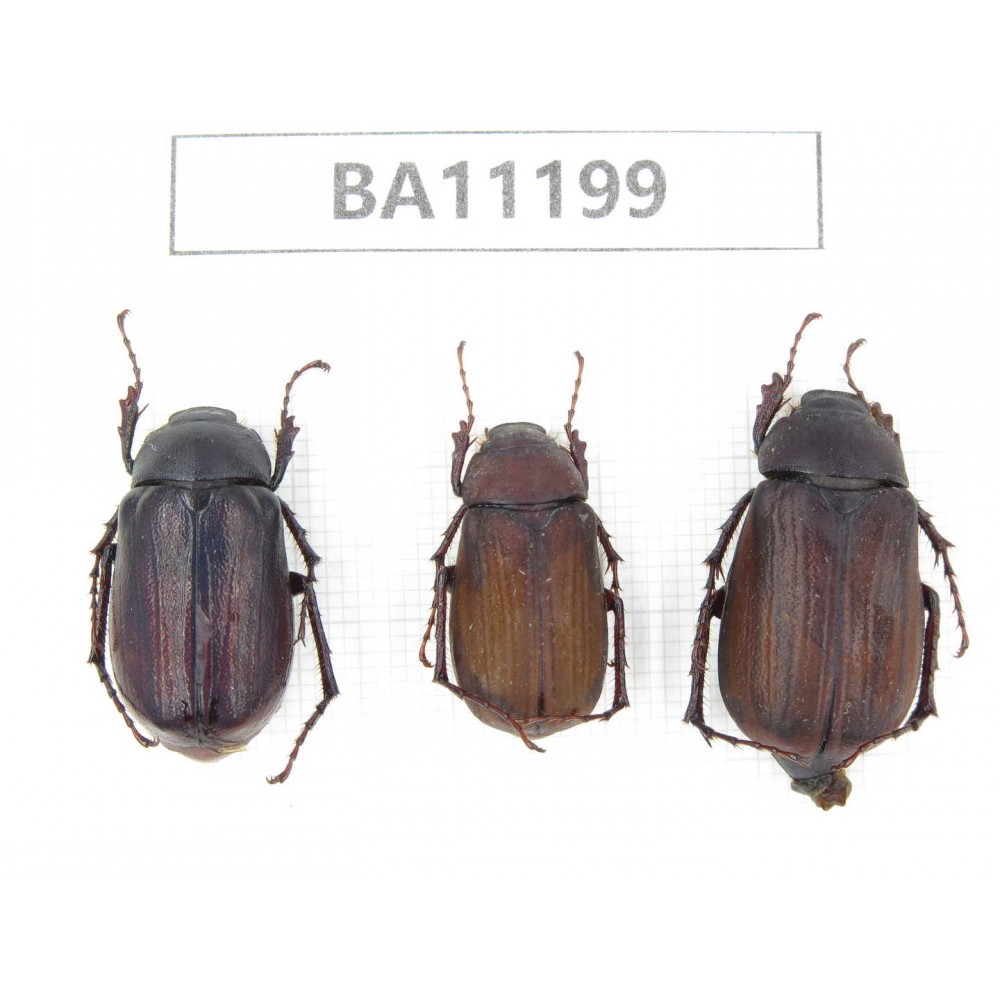 Melolonthidae sp. China, Guizhou, Bijie, Jinsha county. 3Pcs. BA11199.