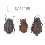 Melolonthidae sp. China, Guizhou, Bijie, Jinsha county. 3Pcs. BA11199.
