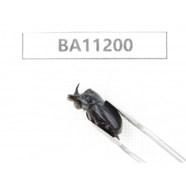 Geotrupidae sp. China, Guizhou, Bijie, Jinsha county. 1P. BA11200.