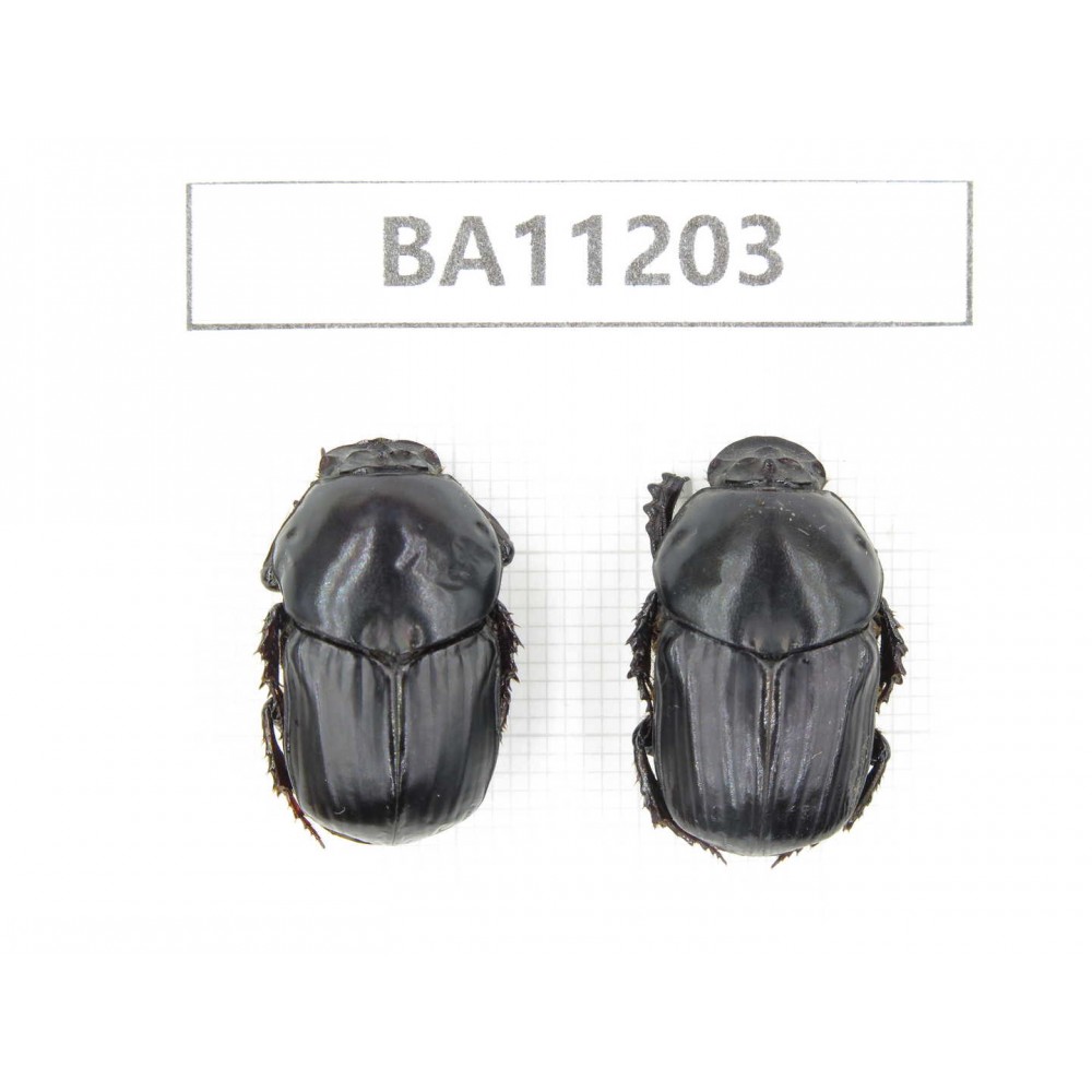Geotrupidae sp. China, Guizhou, Bijie, Jinsha county. 2Pcs. BA11203.