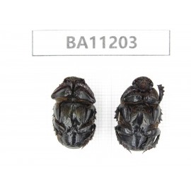 Geotrupidae sp. China, Guizhou, Bijie, Jinsha county. 2Pcs. BA11203.