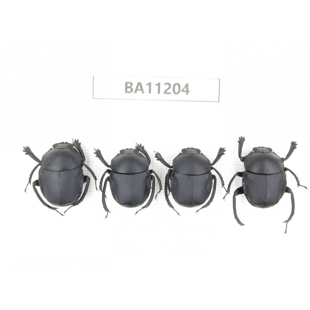 Geotrupidae sp. China, Guizhou, Bijie, Jinsha county. 4Pcs. BA11204.