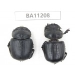 Geotrupidae sp. China, Guizhou, Bijie, Jinsha county. 2Pcs. BA11208.