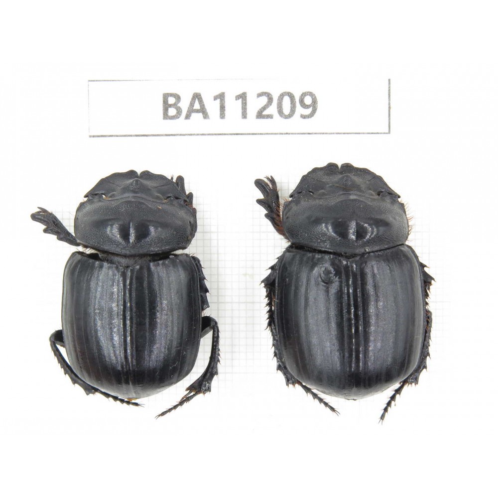 Geotrupidae sp. China, Guizhou, Bijie, Jinsha county. 2Pcs. BA11209.