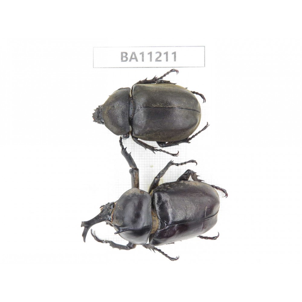 Trypoxylus dichotomus ssp. China, Guizhou, Bijie, Jinsha county. 1P. BA11211.