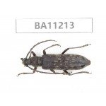 Cerambycidae sp. China, Guizhou, Bijie, Jinsha county.1Pcs. BA11213.