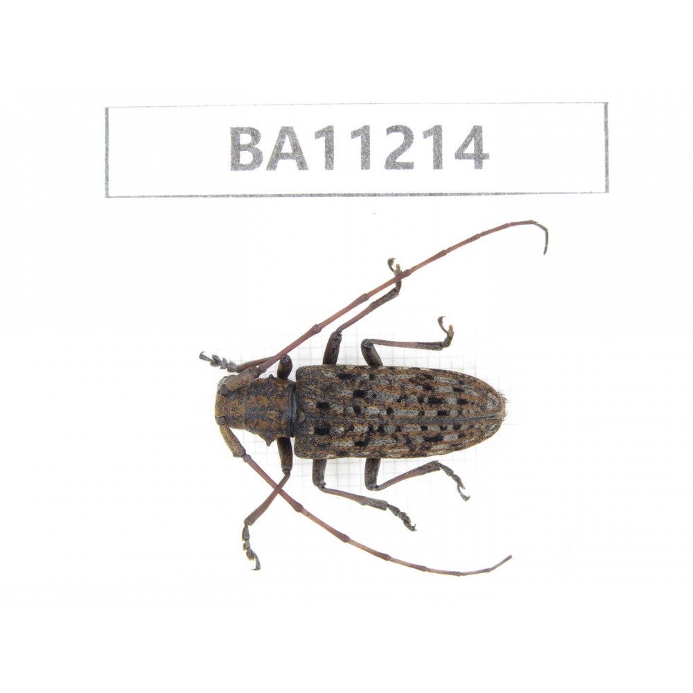 Cerambycidae sp. China, Guizhou, Bijie, Jinsha county.1Pcs. BA11214.