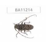 Cerambycidae sp. China, Guizhou, Bijie, Jinsha county.1Pcs. BA11214.