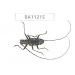 Cerambycidae sp. China, Guizhou, Bijie, Jinsha county.1Pcs. BA11215.