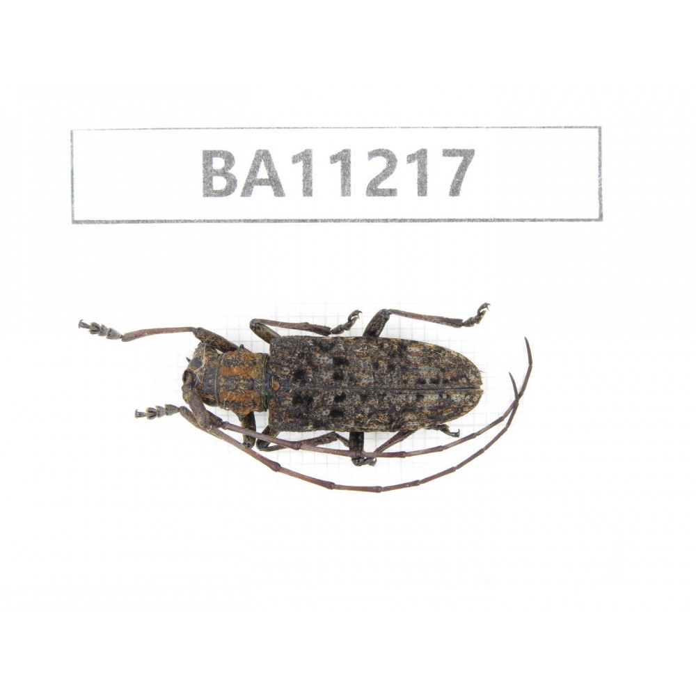Cerambycidae sp. China, Guizhou, Bijie, Jinsha county.1Pcs. BA11217.