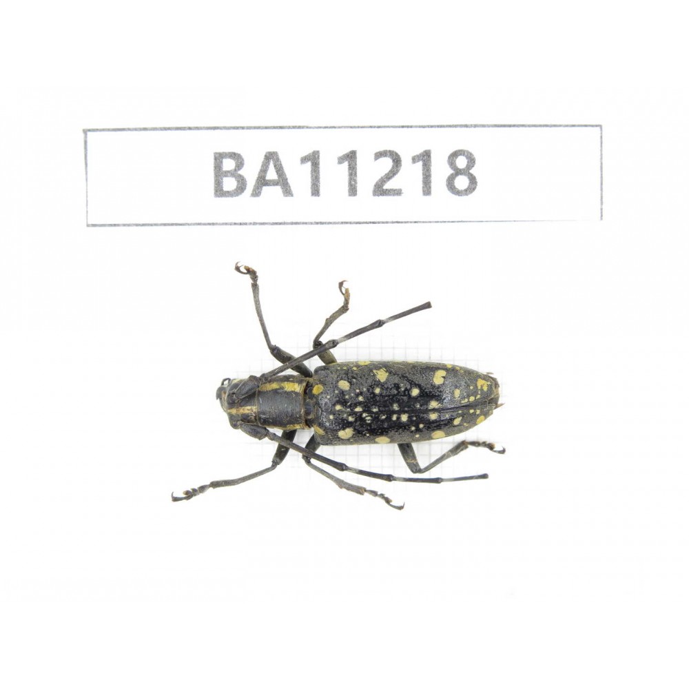 Cerambycidae sp. China, Guizhou, Bijie, Jinsha county.1Pcs. BA11218.