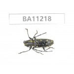 Cerambycidae sp. China, Guizhou, Bijie, Jinsha county.1Pcs. BA11218.