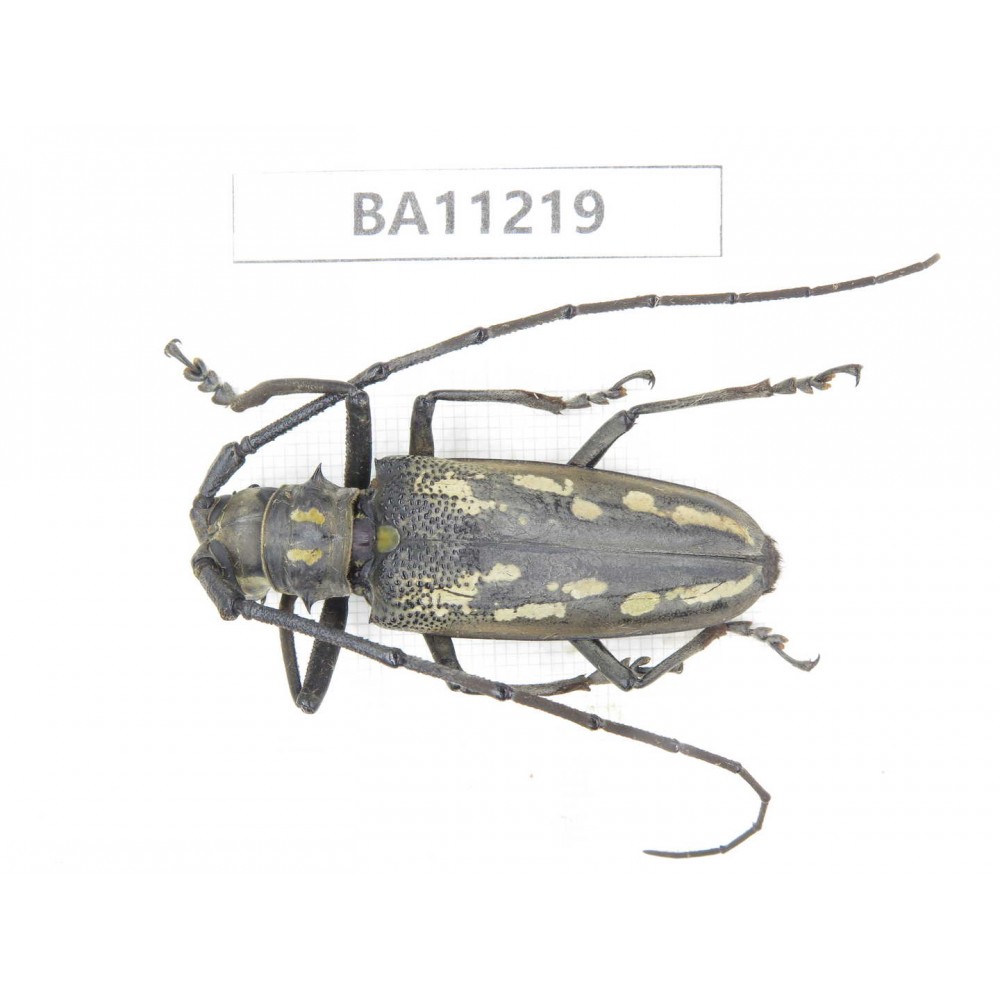Cerambycidae sp. China, Guizhou, Bijie, Jinsha county.1Pcs. BA11219.