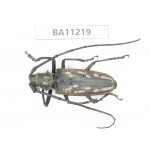 Cerambycidae sp. China, Guizhou, Bijie, Jinsha county.1Pcs. BA11219.