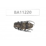 Cerambycidae sp. China, Guizhou, Bijie, Jinsha county.1Pcs. BA11220.